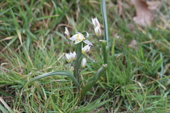 Tulipa turkestanica