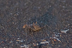 Ocypode gaudichaudii