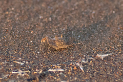 Ocypode gaudichaudii