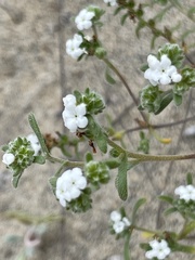 Eremocarya micrantha pseudolepida