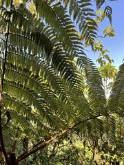 Alsophila spinulosa