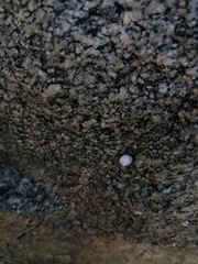 Echinolittorina aspera