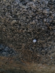 Echinolittorina aspera