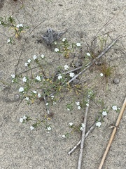 Eremocarya micrantha pseudolepida