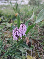 Neotinea conica