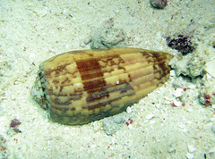 Conus striatus