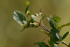 Chomelia obtusa