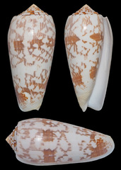 Conus striatus