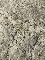 Atriplex coronata vallicola