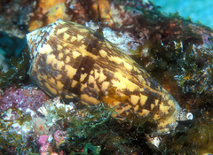 Conus striatus