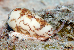 Conus striatus