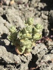 Atriplex coronata vallicola