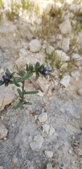 Buglossoides tenuiflora