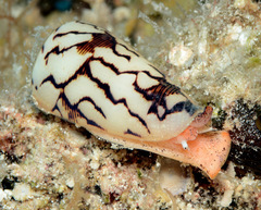 Conus striatus