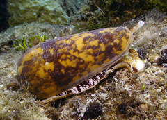 Conus striatus