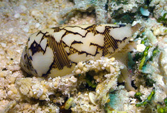 Conus striatus