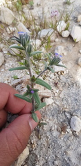 Buglossoides tenuiflora