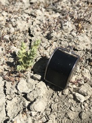 Atriplex coronata vallicola