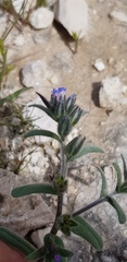 Buglossoides tenuiflora