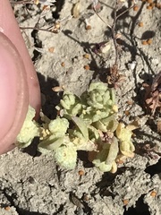 Atriplex coronata vallicola
