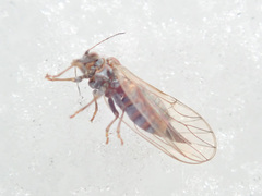 Cacopsylla melanoneura