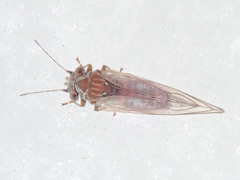 Cacopsylla melanoneura