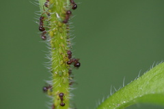 Pristomyrmex punctatus
