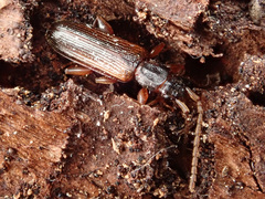 Dendrophagus crenatus