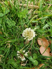 Trifolium repens