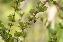Chomelia obtusa