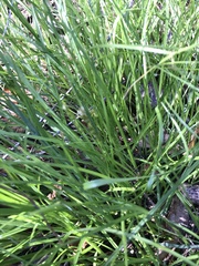 Carex tumulicola