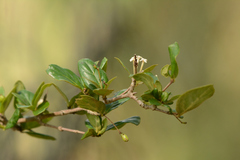 Chomelia obtusa