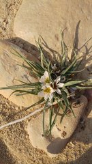 Colchicum palaestinum