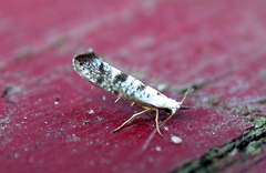 Argyresthia thuiella