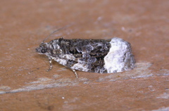 Apotomis funerea