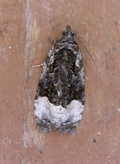 Apotomis funerea