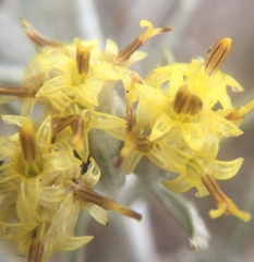 Tetradymia comosa