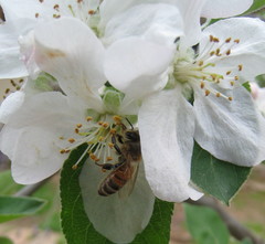 Apis mellifera