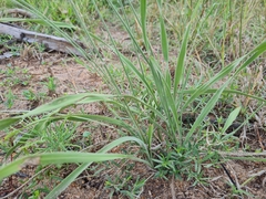 Chlorophytum galpinii