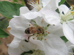 Apis mellifera