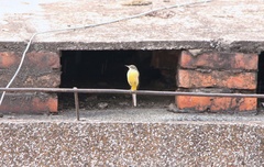 Motacilla cinerea