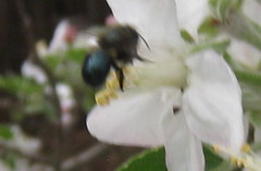 Osmia lignaria