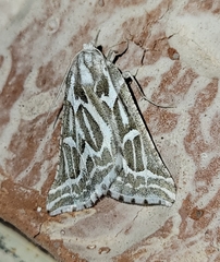 Plataea trilinearia