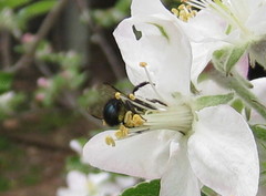 Osmia lignaria