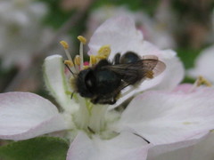 Osmia lignaria