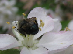 Osmia lignaria