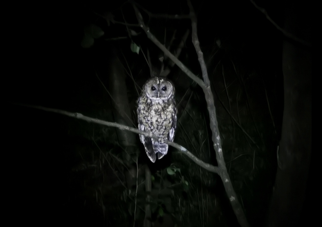 Himalayan Owl from 中国云南省昆明市西山区 on June 24, 2020 at 12:06 PM by 通通 ...