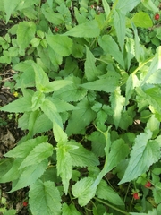 Campanula trachelium