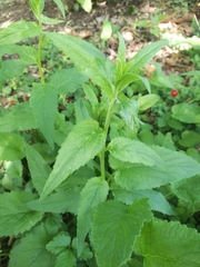 Campanula trachelium