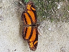 Castilia eranites